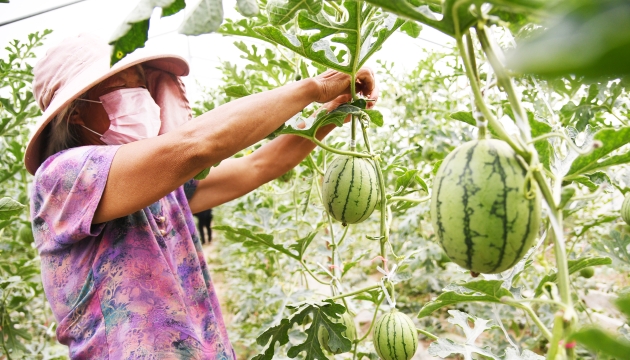 谷雨前后，種瓜點豆