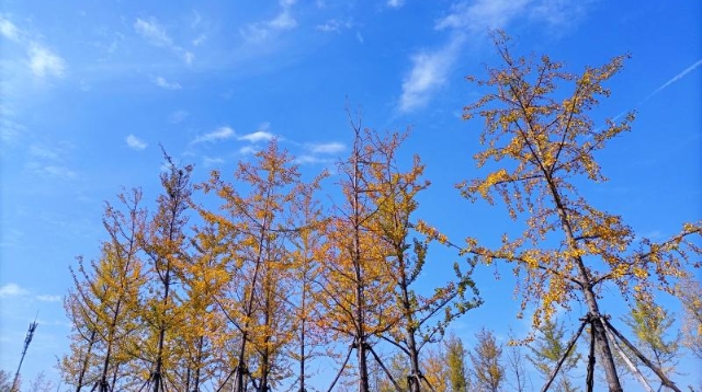 ?多彩的秋天，繽紛的秋葉