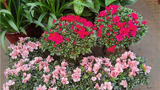 火紅年宵花，美麗過新年