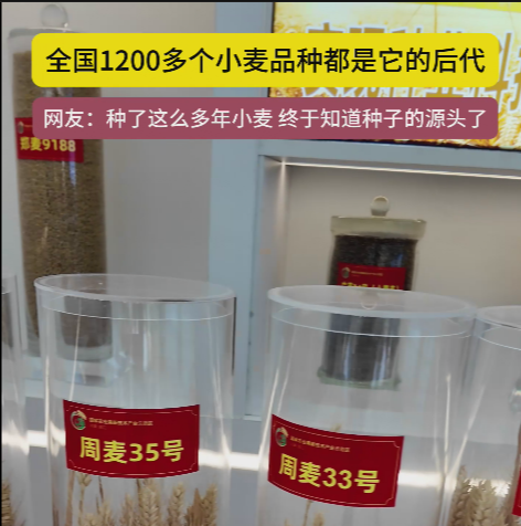 周口國家農(nóng)高區(qū)展示的種子資源，全國1200多個小麥品種都是它的后代!
